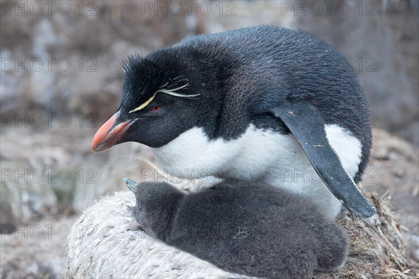 Southern rockhopper penguin