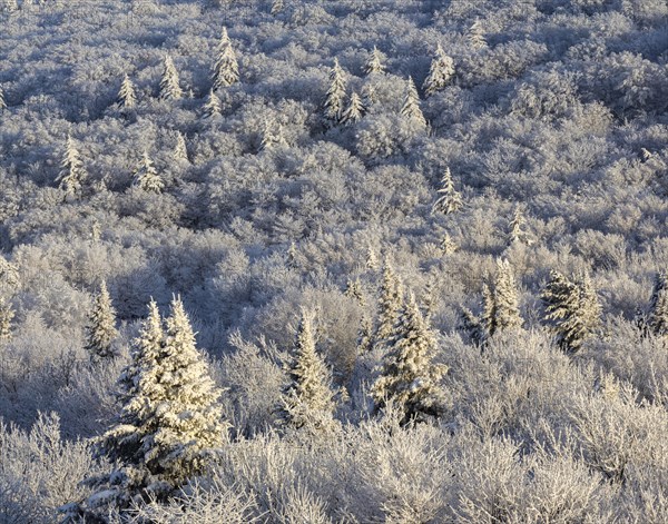 Winter landscape