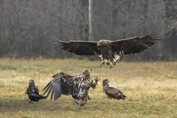 White-tailed eagle