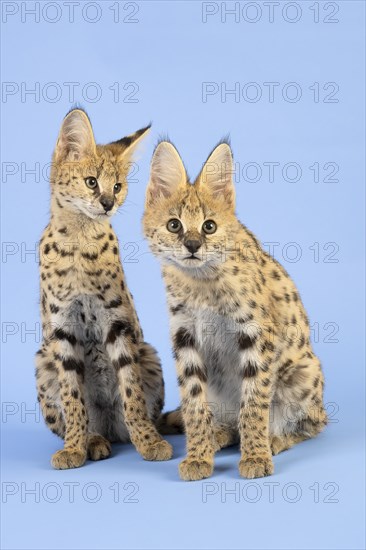 Serval