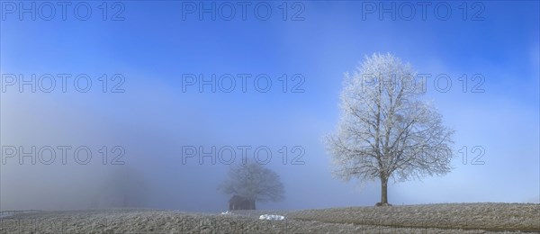 Hoarfrost in clearing fog