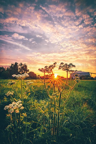 Beautiful sunrise in a field