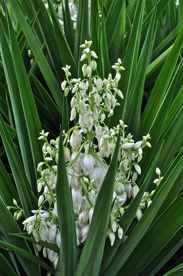 White blossom of a yucca palm