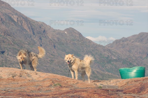 Sledge dogs in barren summer landscape