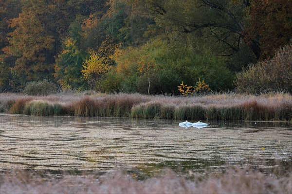 Swans on the Unterhoelzer Weiher