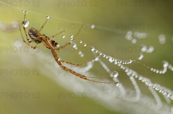 Canopy spider