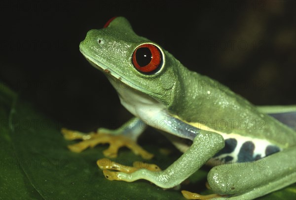 Red-eyed tree frog