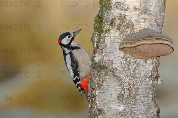 Great spotted woodpecker