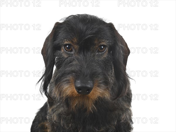 Wire-haired dachshund