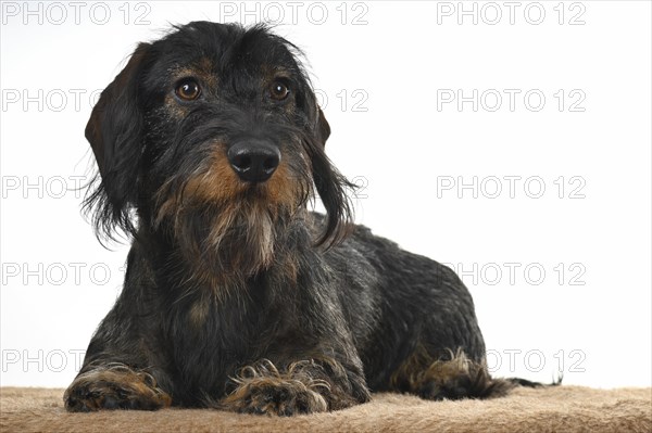 Wire-haired dachshund