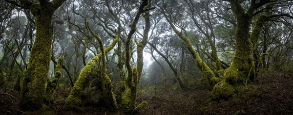 Moss-covered trees in laurel forest