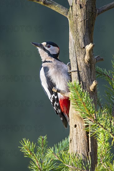 Great spotted woodpecker