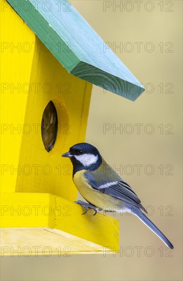 Great tit