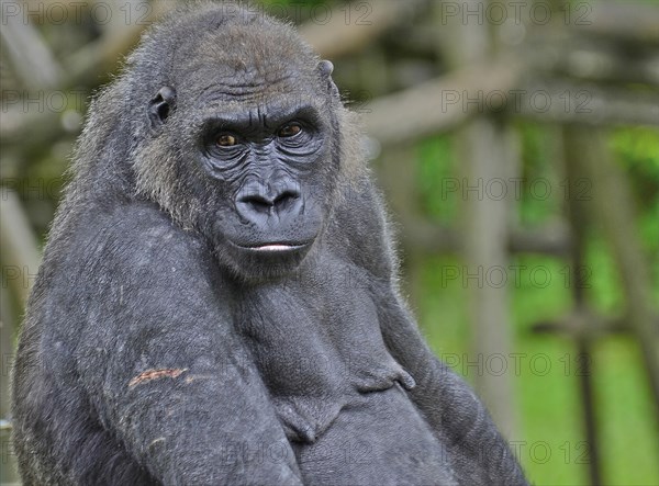 Portrait of a female gorilla with wound on the upper arm