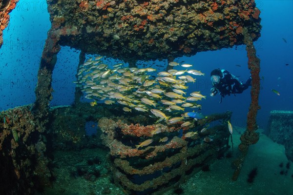 Diver looks down on illuminated school of bigeye snapper