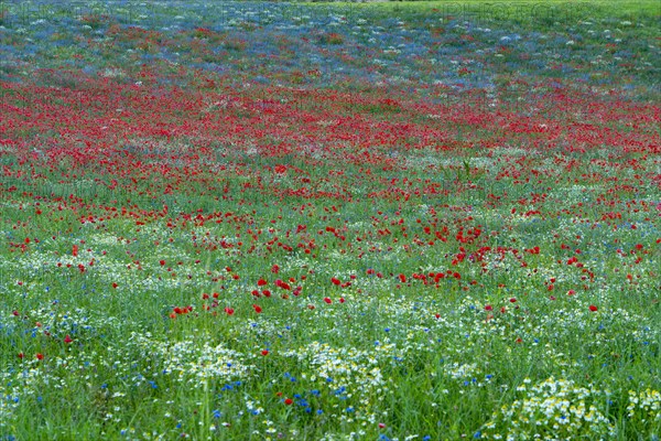 Blooming at Piano Grande di Castelluccio di Norcia plateau