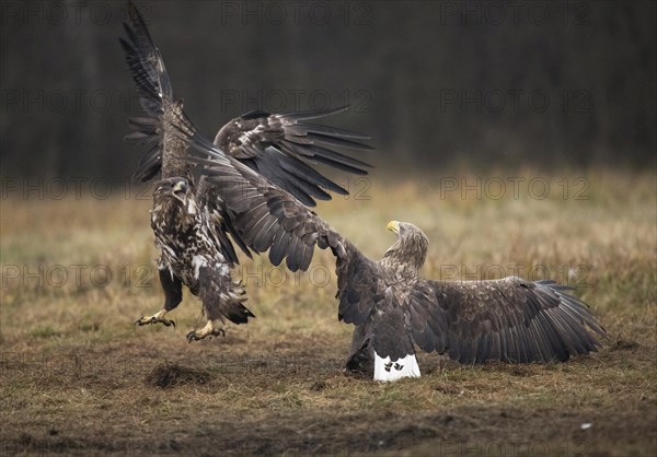 White-tailed eagle