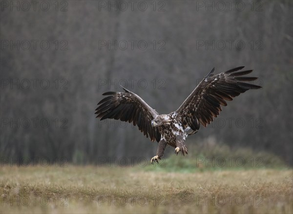 White-tailed eagle