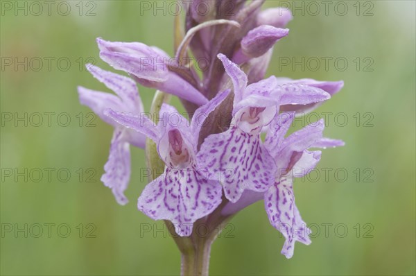 Moorland spotted orchid