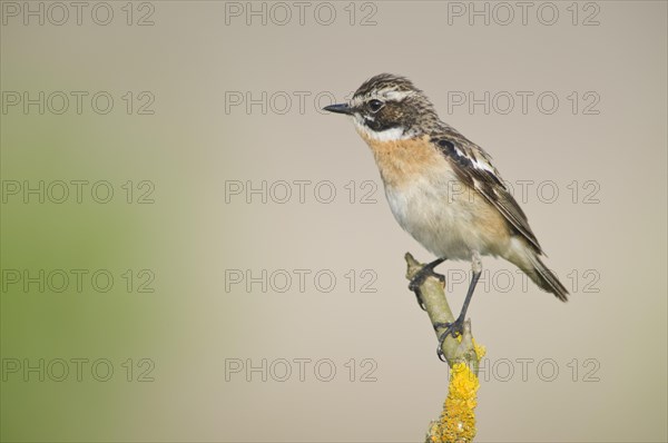 Whinchat