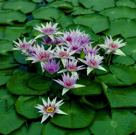 Cape blue water lily