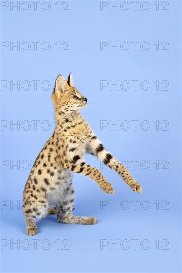 Serval