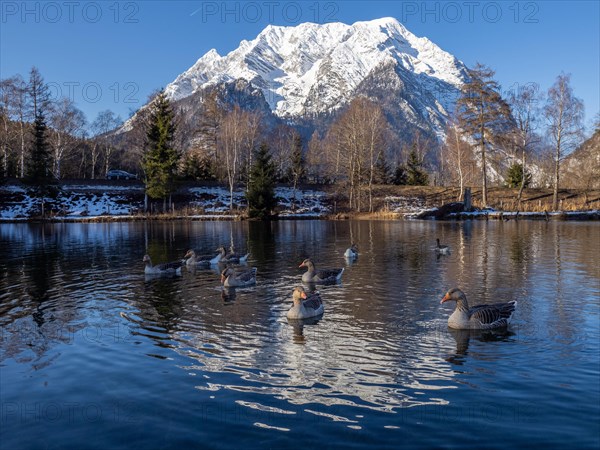 Geese swimming in the lake