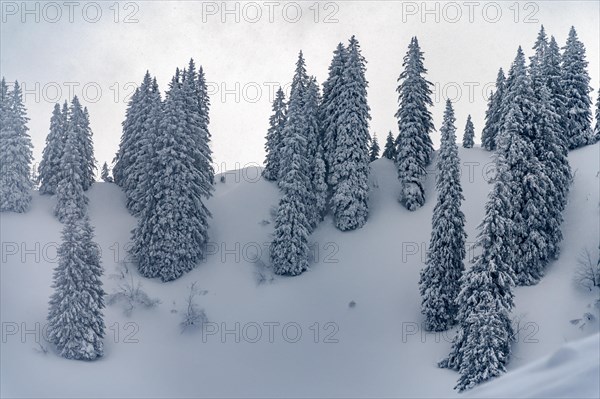 Snowy mountain landscape with trees in winter
