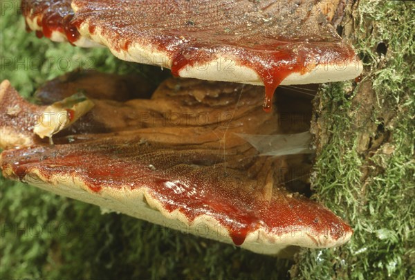 Beefsteak fungus