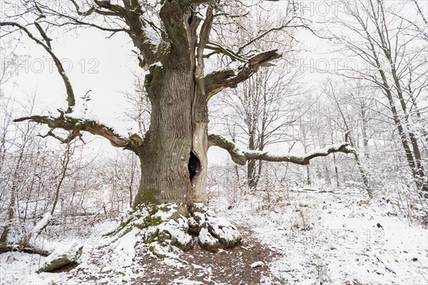 Snow-covered chimney oak