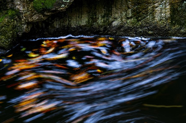 Leaves in the river Bode in the autumnal Harz