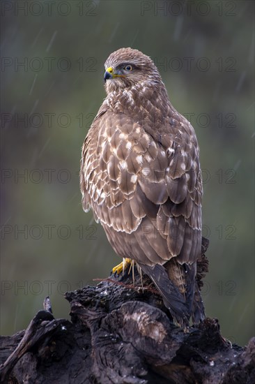 Steppe buzzard