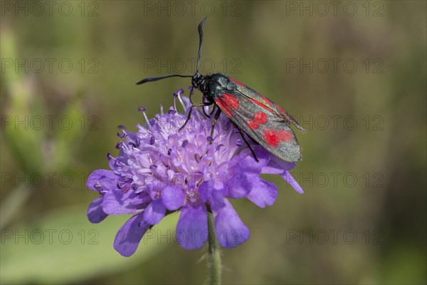 Six-spot burnet