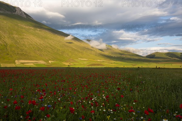 Blooming on Piano Grande di Castelluccio di Norcia