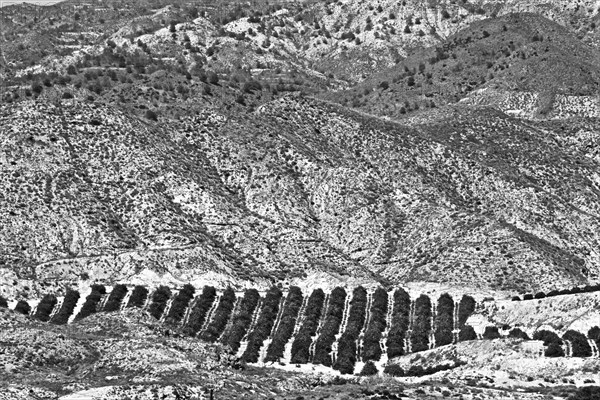 Mountainous landscape with orange plantation