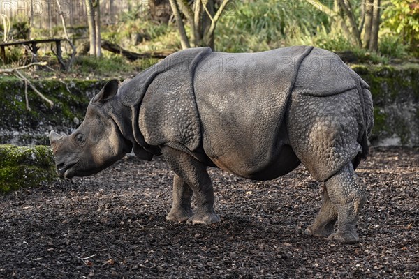 Indian rhinoceros