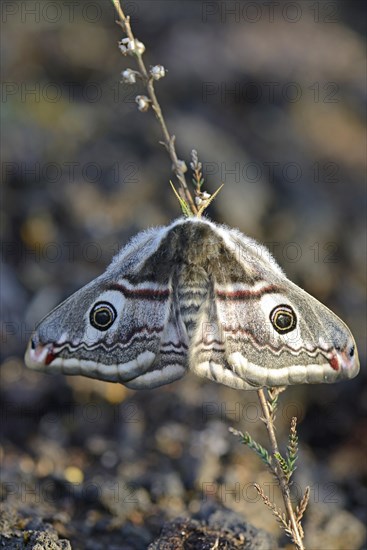 Small emperor moth