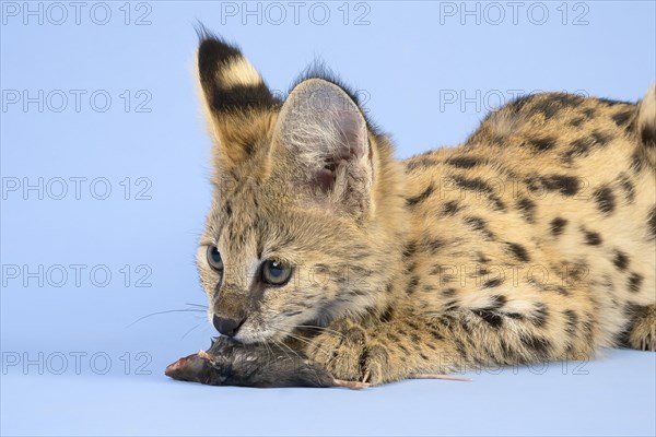 Serval