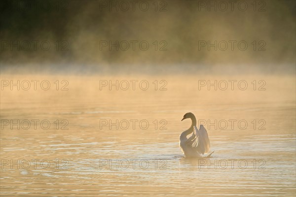 Mute swan