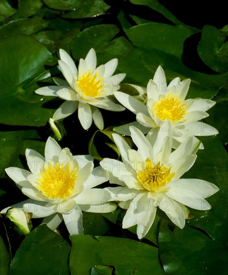 White water lilies