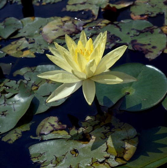 Water lily