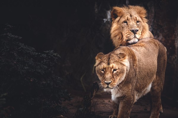 Lions