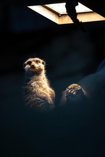 Meerkats