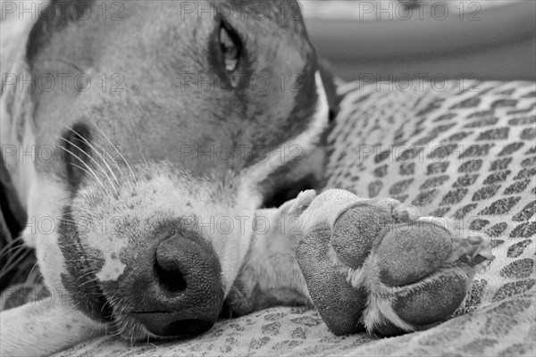 Close-up of dog with paw on blanket