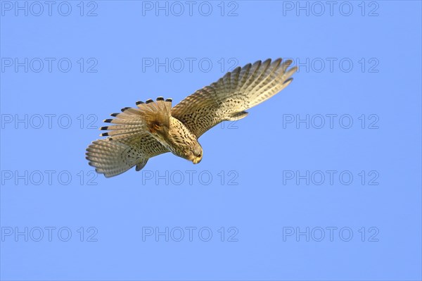 Common kestrel