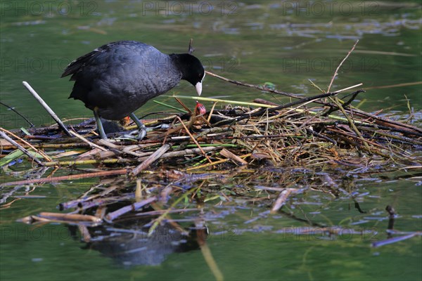 Common coot