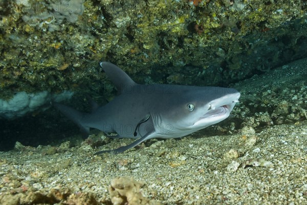 Whitetip reef shark