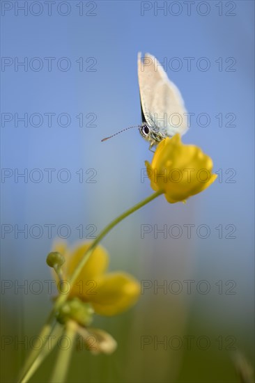 Gossamer winged butterfly