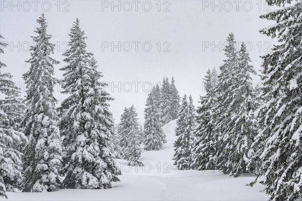 Snow-covered mountain forest during snowfall