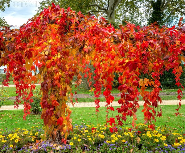 Autumn coloured ivy in the park